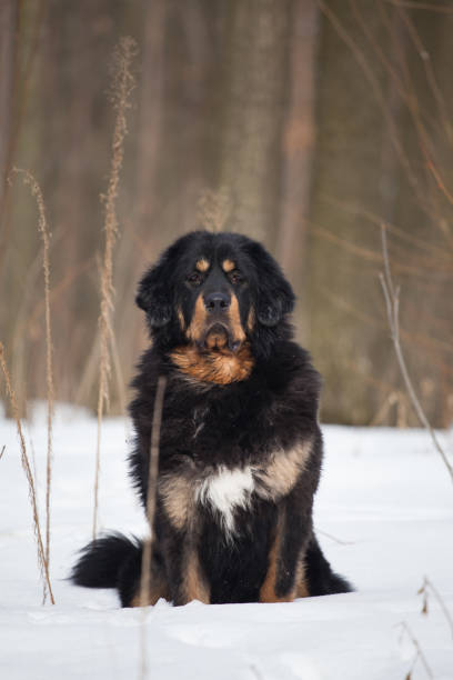 istock Black and tan Tibetan mastiff dog 1450165012
