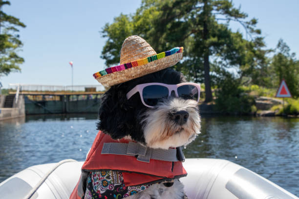 istock Dog wearing sunglasses and a hat in a dinghy 1450166762