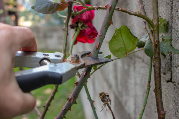 pruning rose trees in my garden in december
