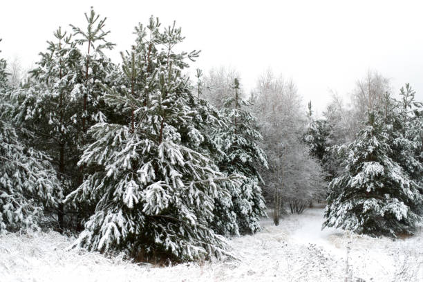 istock Fir green trees and grass covered with snow 1450169609