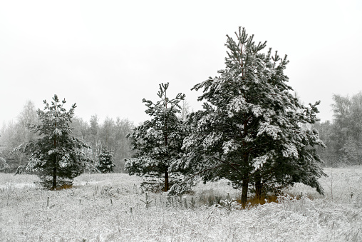 Fir green trees and grass covered with snow, white gray cloudy sky, limited focus foreground