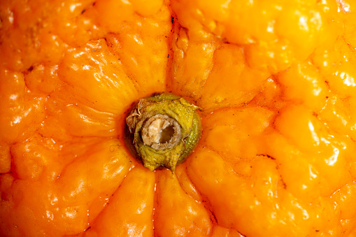 detail of the brown dry peduncle of a orange fruit