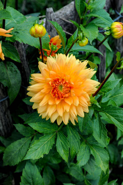 Orange Dahlia surrounded by purple asters in full bloom. stock photo