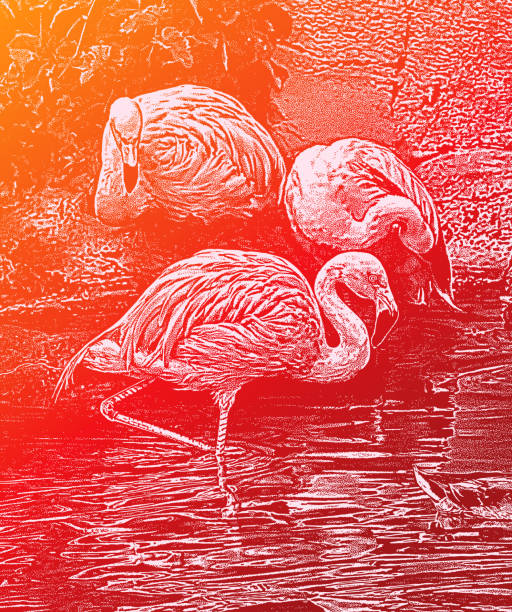 różowe flamingi - flamingo bird medium group of animals animals feeding stock illustrations