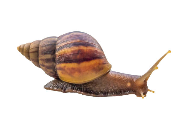 istock big helix snail isolated on white background 1450191775