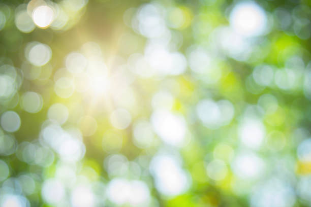 istock Abstract green foliage and tree in jungle blur with sun light spring summer. Farming concept on plant forest and environment day of farmer organic building sunshine on leaf herb lush soft in ecology. 1450192171