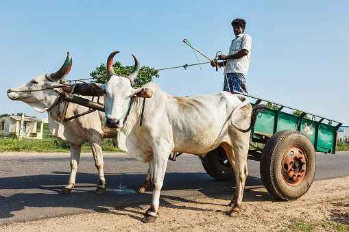 Tamil Nadu, India - September 12, 2009: Unidentified indian man on cart with yoke of oxen. Cartage is still a common means of transport in India especially in rural areas