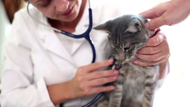 Veterinarian listens with stethoscope to heart of gray cat in veterinary clinic