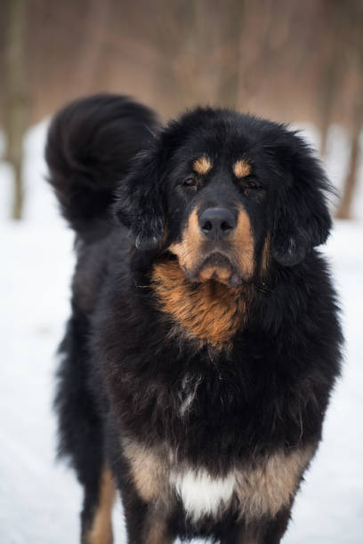 istock Black and tan Tibetan mastiff dog 1450194394