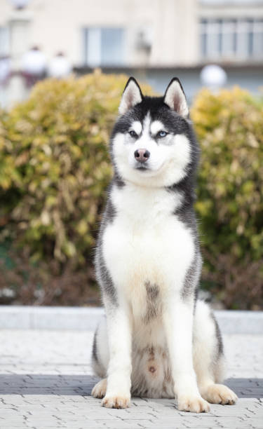 istock The gray husky looks like a wolf. 1450194440