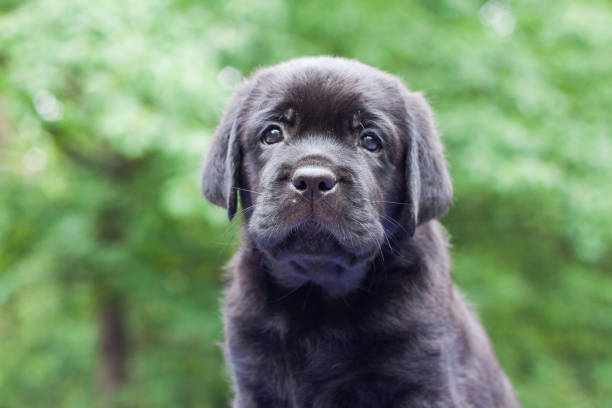 istock Puppy labrador retriever playing in the park 1450200147