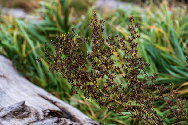 istock Seattle Waterfront Plants and Trees in Autumn 1450200516