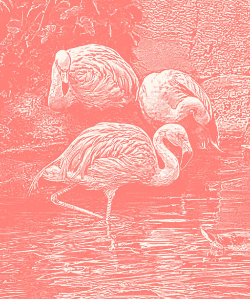 różowe flamingi - flamingo bird medium group of animals animals feeding stock illustrations