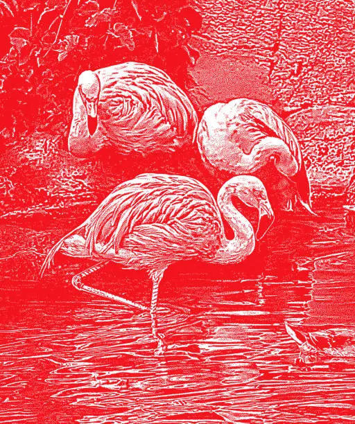Vector illustration of Pink Flamingos