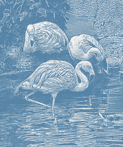 Pink Flamingos