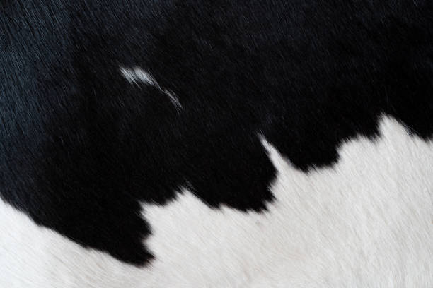 istock fur carpet with black cow skin pattern background. 1450207989