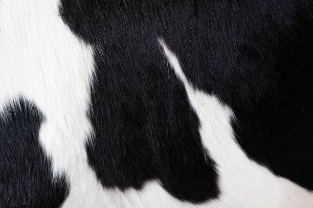istock fur carpet with black cow skin pattern background. 1450207994
