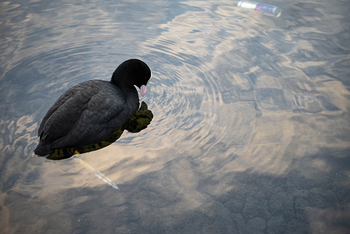 Coot in the water swims in a lake where there is a stray litter can on the bottom. There are no persons or trademarks in the shot.