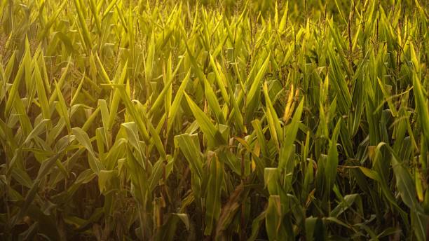 istock Closeup shot of cornfield 1450213938