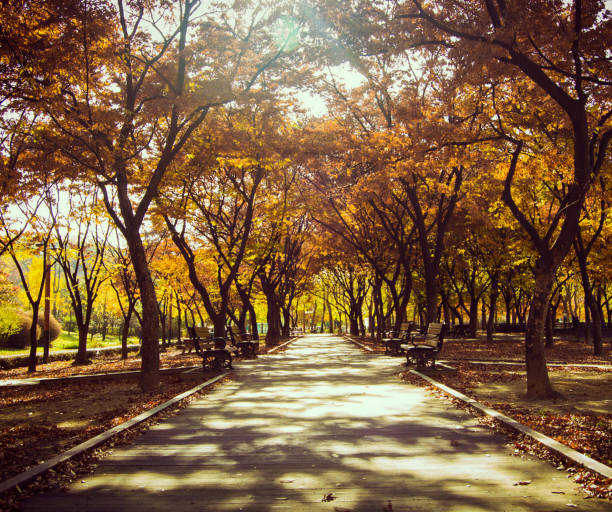 istock Beautiful Korea autumn pictures 1450214484