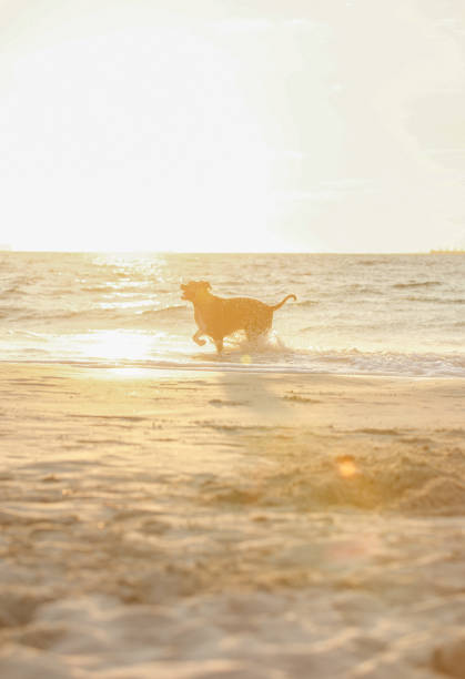 istock Big dog is running in the ocean 1450214813