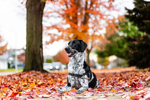 A close up of black and white dog in colorful autumn leaves. The dog is a mix of breeds.