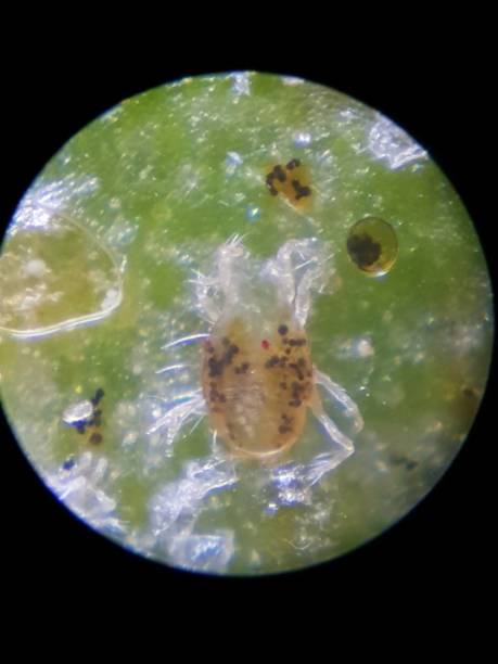 istock Spider Mite attacked on Citrus in Viet Nam. 1450214951