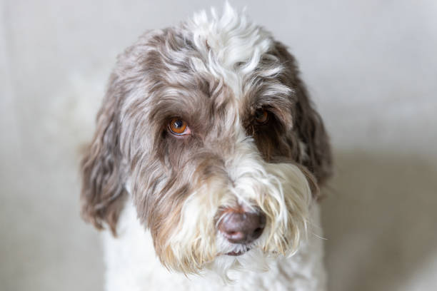 Close up of an adult labradoodle. Shallow depth of field.