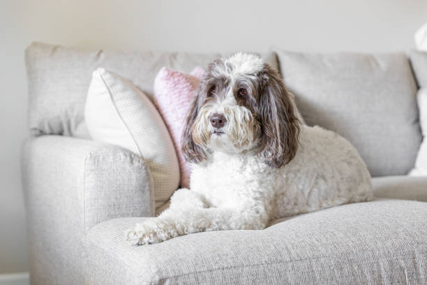 istock A labradoodle laying on a couch. 1450215012