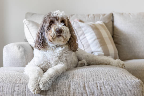 istock A labradoodle laying on a couch. 1450215013