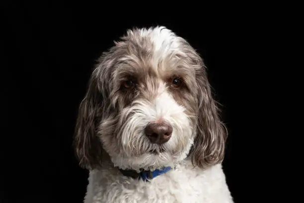 Photo of A labradoodle with a black background.