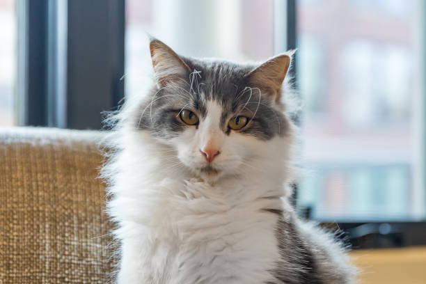 portrait of a grey and white siberian cat. - sibirisk katt bildbanksfoton och bilder