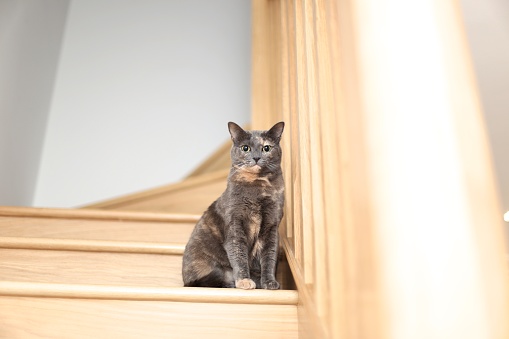 Domestic shorthair grey and brown cat is sitting on the steps looking straight at the camera