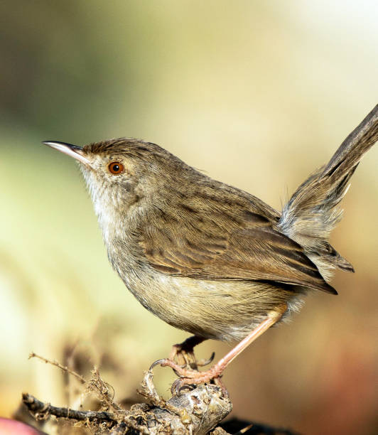 istock Beautiful Bahrain wildlife Pictures 1450215629