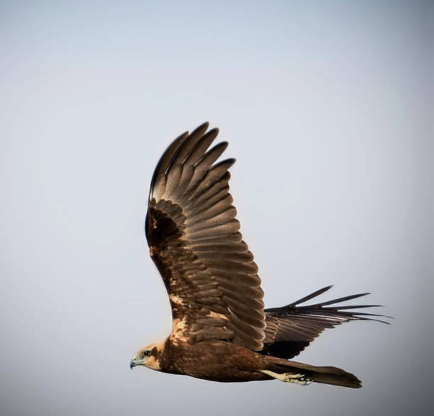 istock Beautiful Bahrain wildlife Pictures 1450215632