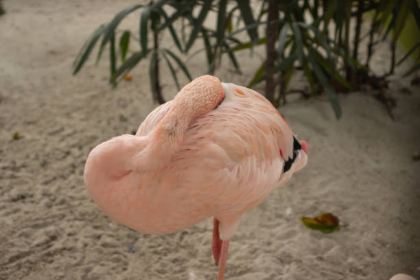 istock flamingo bird sleeping in sandy ground 1450215654