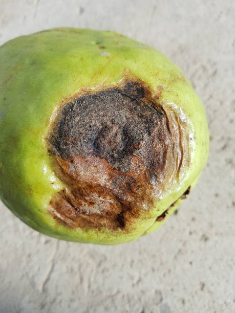 ataque de la enfermedad antracnosis (colletotrichum gloeosporioides) a la fruta de guayaba en viet nam. - colletotrichum fotografías e imágenes de stock