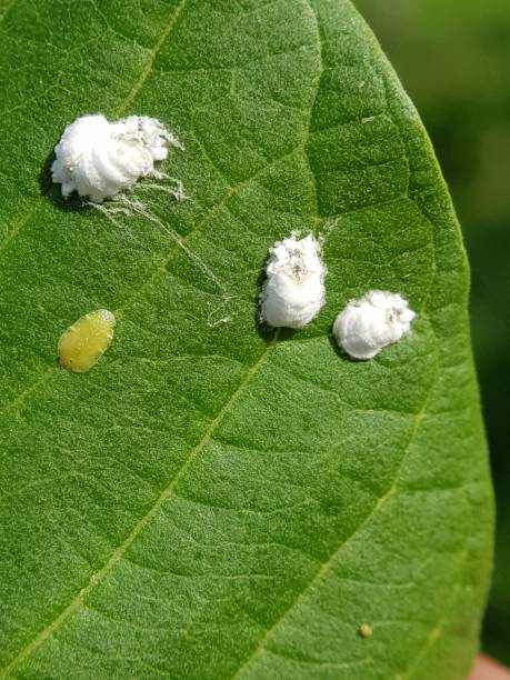 istock Scale insect damaged on guava leaf in Viet Nam. 1450215703