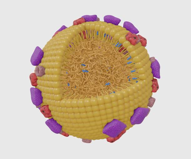 Isolated Chylomicrons or ultra low density lipoproteins
