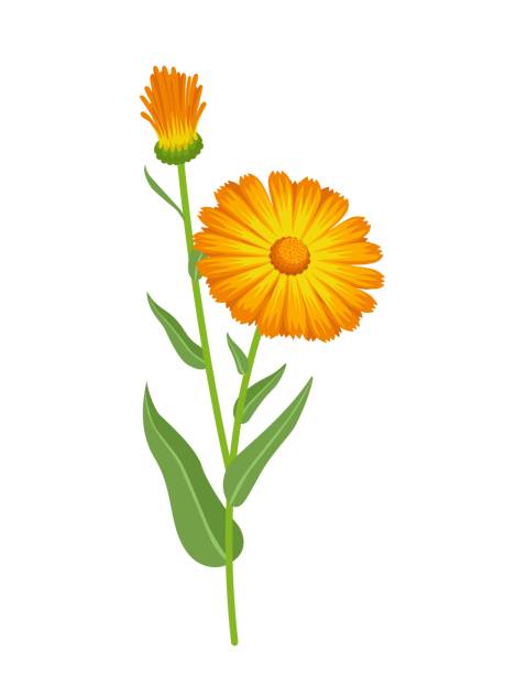 Calendula flower Vector illustration, Calendula officinalis also called marigold, isolated on white background. pot marigold stock illustrations