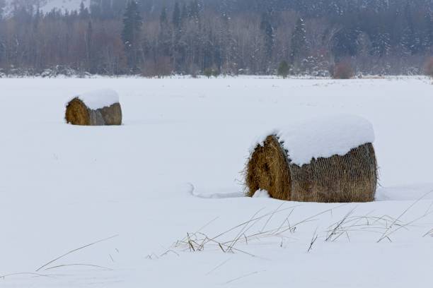 bale of hay under the snow. Liguria, Italy