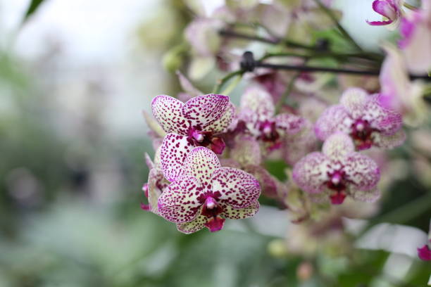 fioletowy storczyki - wystawa ogrodnicza zdjęcia i obrazy z banku zdjęć