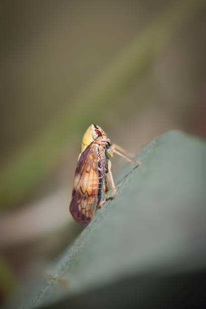 istock Gum-Leafhoppers Close-up 1450217627