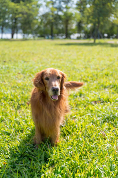 istock Golden Retriever playing in the grass 1450217694