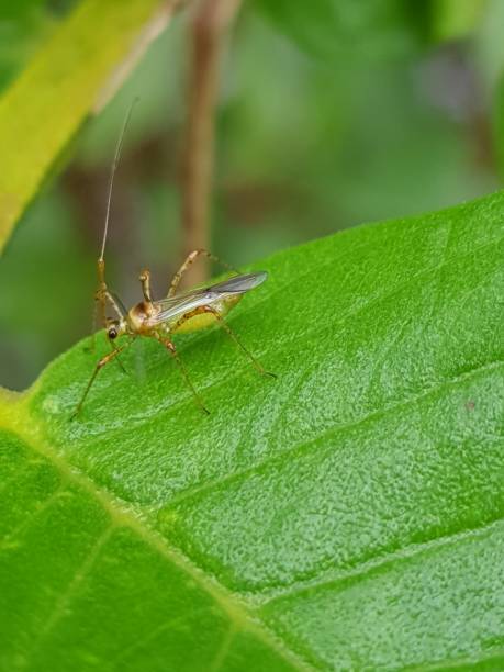 istock Tea mosquito bug  feeding on young guava leaf and fruit in Viet Nam. 1450218488