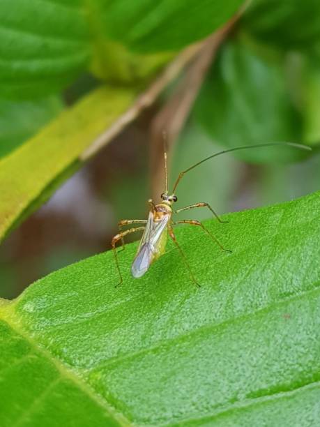 istock Tea mosquito bug  feeding on young guava leaf and fruit in Viet Nam. 1450218489