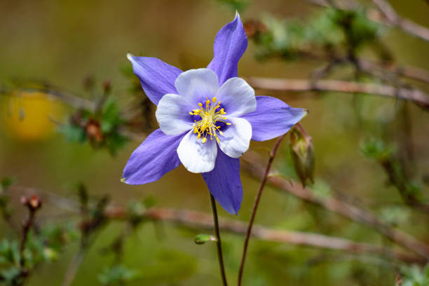 istock Colorado Blue Columbine blooming in the sun 1450220188