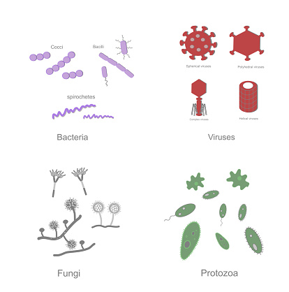 The microorganism icons were represented in 4 group that including Bacteria (Cocci, Bacilli, Spirochetes), Viruses (Spherical, Polyhedral, Helical and Complex), Fungi and Protozoa