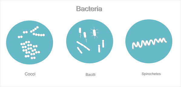 The blue and white icon of microbiology: bacteria was illustrated in 3 groups that depend on morphological : Cocci, bacilli and spirochetes