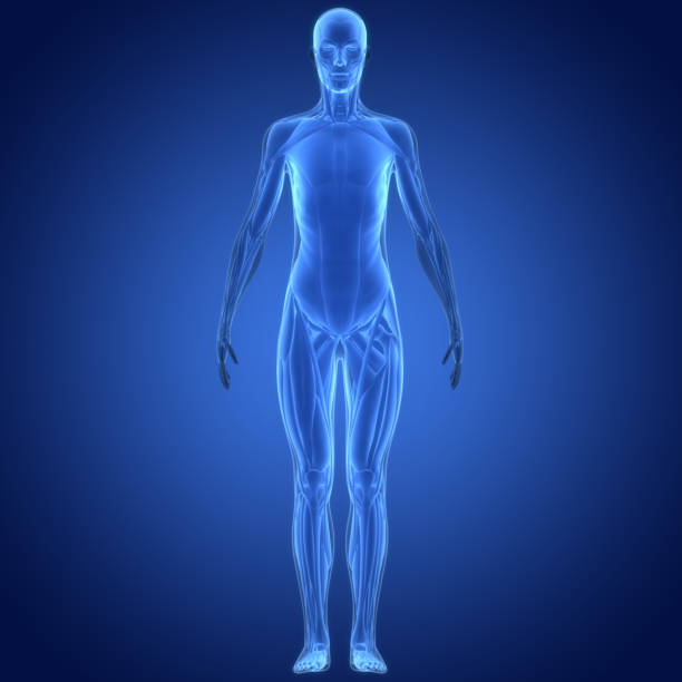 istock Human Muscular System Muscles Anatomy 1450221620